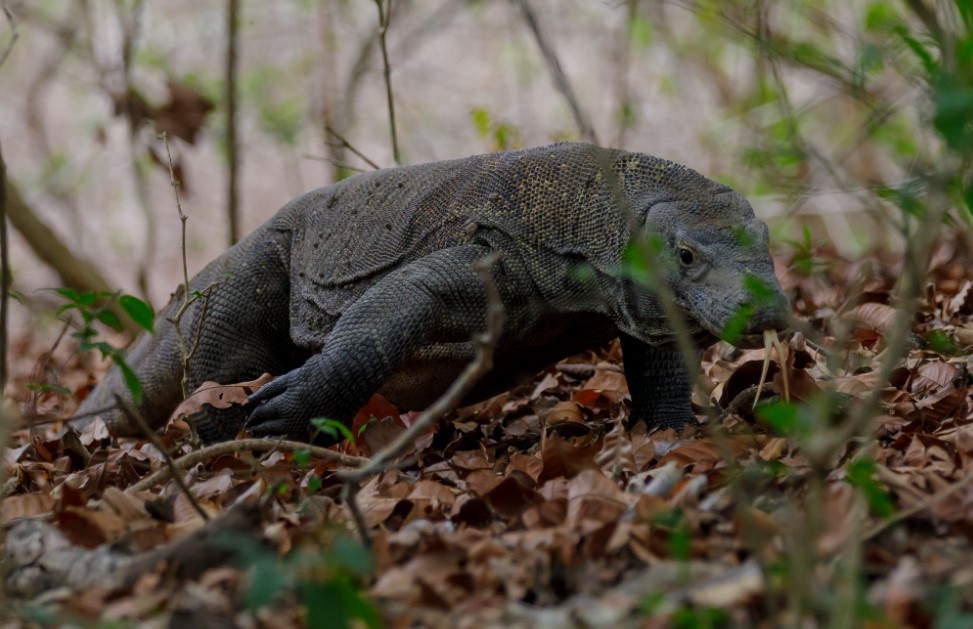 pulau komodo
