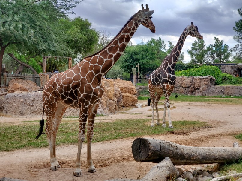 bali zoo park