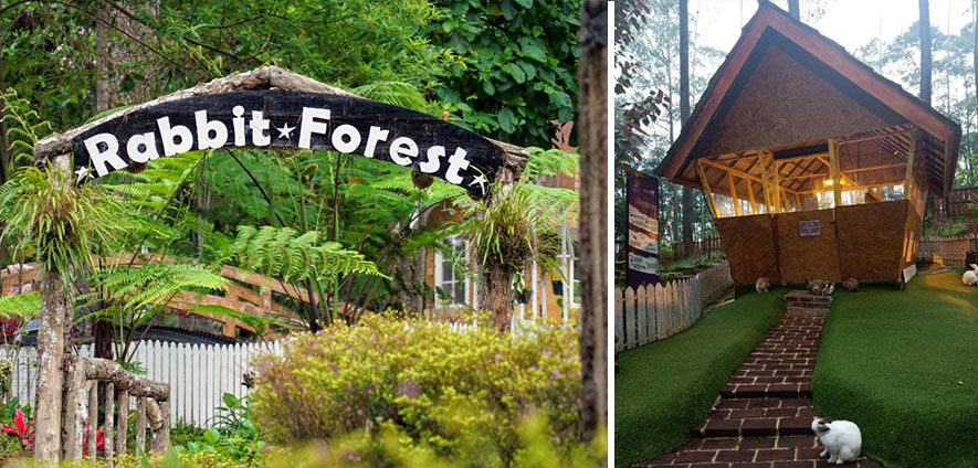 forest cikole